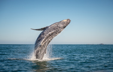 whale